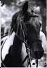 tn 100 horse casi thoughtful.jpg